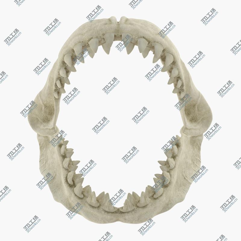 images/goods_img/202104094/3D Great White Shark Jaw Bone/5.jpg